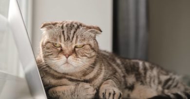 20 stvari koje vaša mačka mrzi