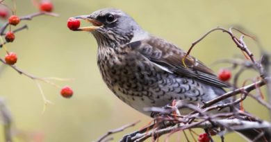 5 vrsta hrane pune vitamina za vašu pticu
