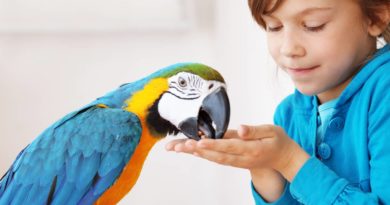 8 vrsta ptica koje ne treba da držite ako imate decu
