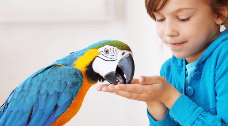 8 vrsta ptica koje ne treba da držite ako imate decu