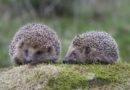 Da li ježevi mogu da žive zajedno?