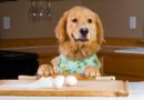 Da li psi smeju da jedu jaja?
