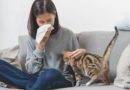 Kako držati mačku u stanu ako imate alergiju na mačke?