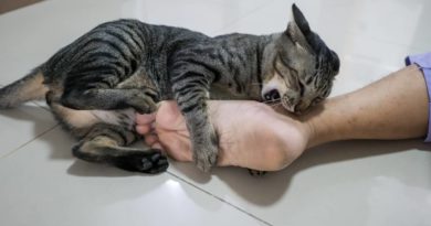 mačka grize za nogu