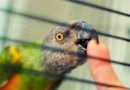 Kako sprečiti agresivno ponašanje kod ptica?