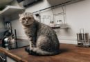 Kako sprečiti mačku da se penje na kuhinjske pultove?