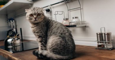 Kako sprečiti mačku da se penje na kuhinjske pultove?