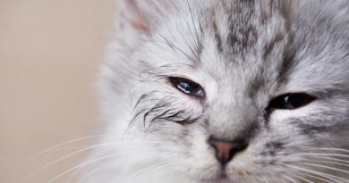 Kako tretirati alergije kod mačaka?