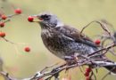 Koja hrana je toksična za ptice?