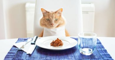 Koja je ljudska hrana bezbedna za mačke?