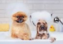 Koliko često treba kupati pse?