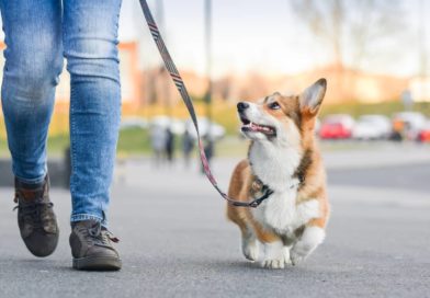 Koliko treba da traje šetnja vašeg psa?