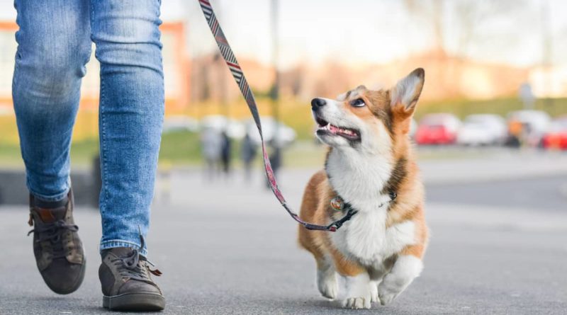 Koliko treba da traje šetnja vašeg psa?