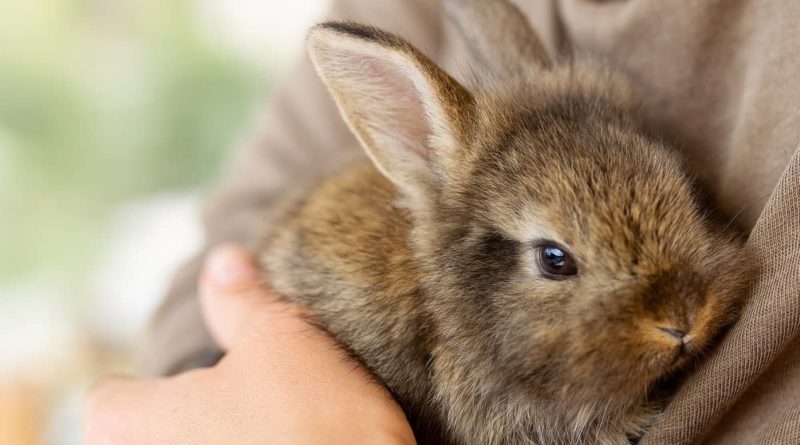 Koliko zečevi kućni ljubimci žive?