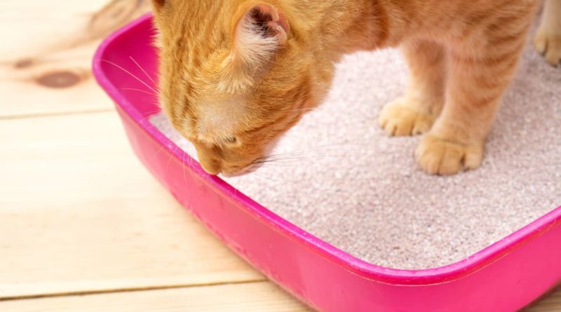 Zašto mačka jede pesak?