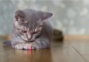 Zašto mačke jure laser?