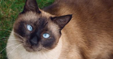 Zašto sijamske mačke imaju ukrštene oči?