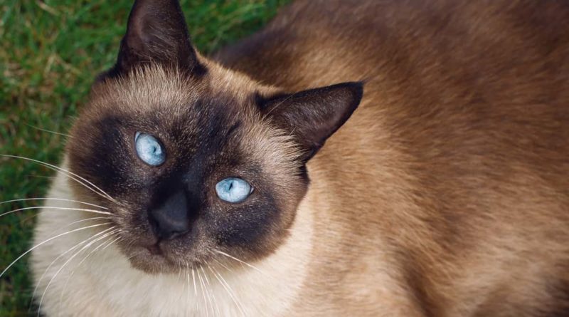 Zašto sijamske mačke imaju ukrštene oči?