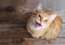 7 ponašanja kojima mačke traže pažnju