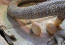 Šta učiniti ako bradati zmaj nosi jaja