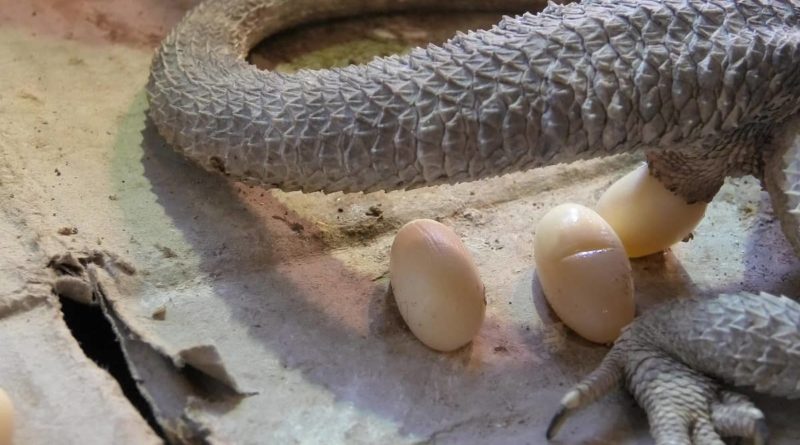 Šta učiniti ako bradati zmaj nosi jaja