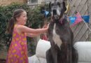 Uginuo najviši pas na svetu: “Bio je moj život, moja radost..” (VIDEO)