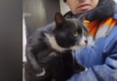 Spasen iz đubreta, ruski mačak završio u “ministarskoj fotelji” (VIDEO)
