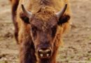 bizoni-ponovo-u-srbiji