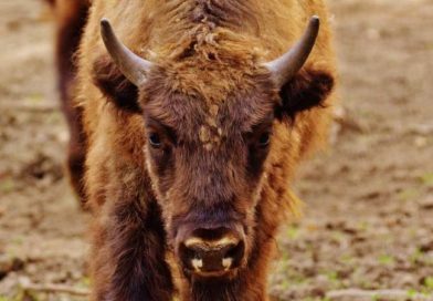 bizoni-ponovo-u-srbiji