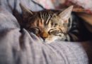 Zašto mačke vole da spavaju vlasnicima kod nogu?