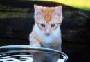 Zašto mačke toliko mrze vodu?