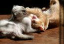Zašto se mačke međusobno napadaju?