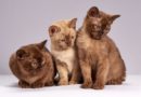 Svetski dan mačaka: Ovo su najveća praznoverja o njima