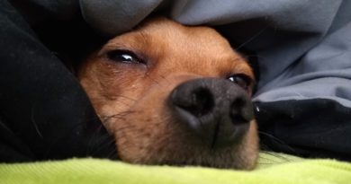 pas-krevet-ćebe