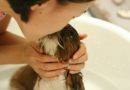 Kako da kupanje psa bude manje stresno