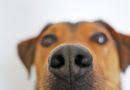 Promene boje nosa kod pasa – koji su razlozi i ima li povoda za zabrinutost?