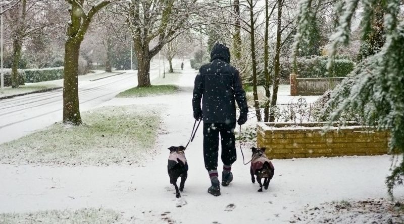 pas-šetnja-sneg-zima