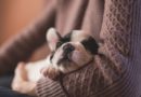 Kako da prepoznate da li vaš pas spava previše ili premalo