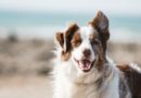 Životni vek psa: Koliko dugo će živeti vaš ljubimac?