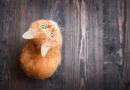 Istraživanje: mačke imaju svest o sebi