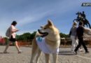 Pas koji pomaže turistima da se snađu u gradu