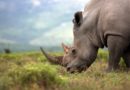 Nosorozi se vratili u Mozambik, nakon 40 godina izumiranja