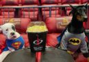 Psi u kostimima Supermena na projekciji filma