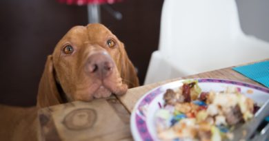Zašto pas moli za hranu?