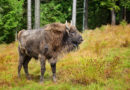 Divlji bizon u Velikoj Britaniji prvi put nakon nekoliko hiljada godina