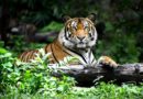 Povratak tigrova Nepalcima donosi strah