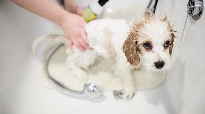 Kupanje psa; Foto: - / Wavebreak / Profimedia