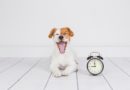 Da li pas zna koliko je sati?