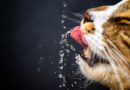 Da li mačka pije dovoljno vode?