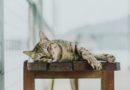 Mačke “pričaju” govorom tela: Šta znači podizanje zadnjice, pomeranje repa…
